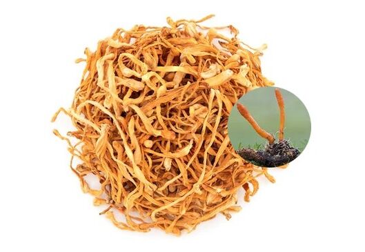 SugaNorm enthält Cordyceps